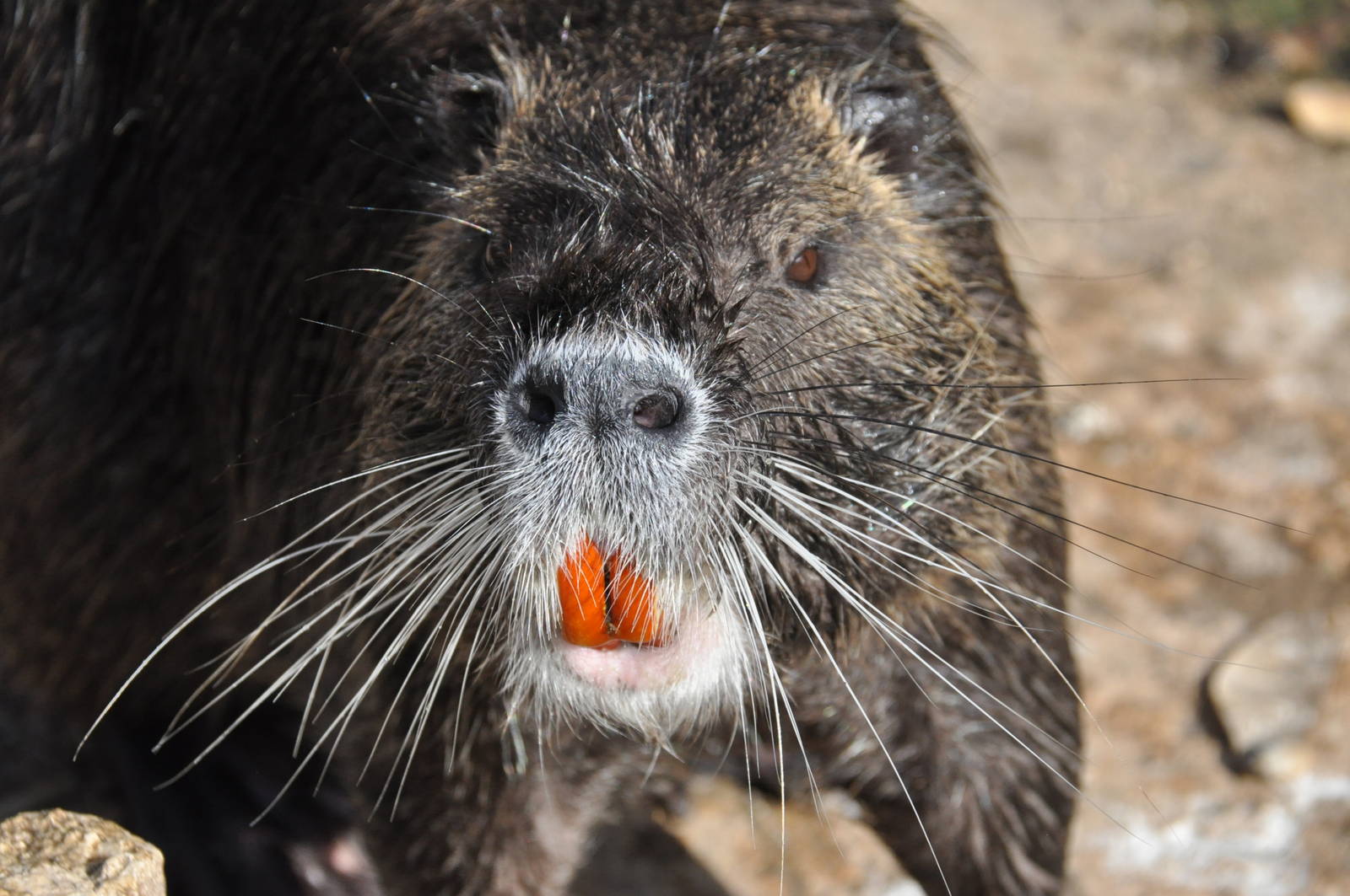 Nutria / Myocastor coypus