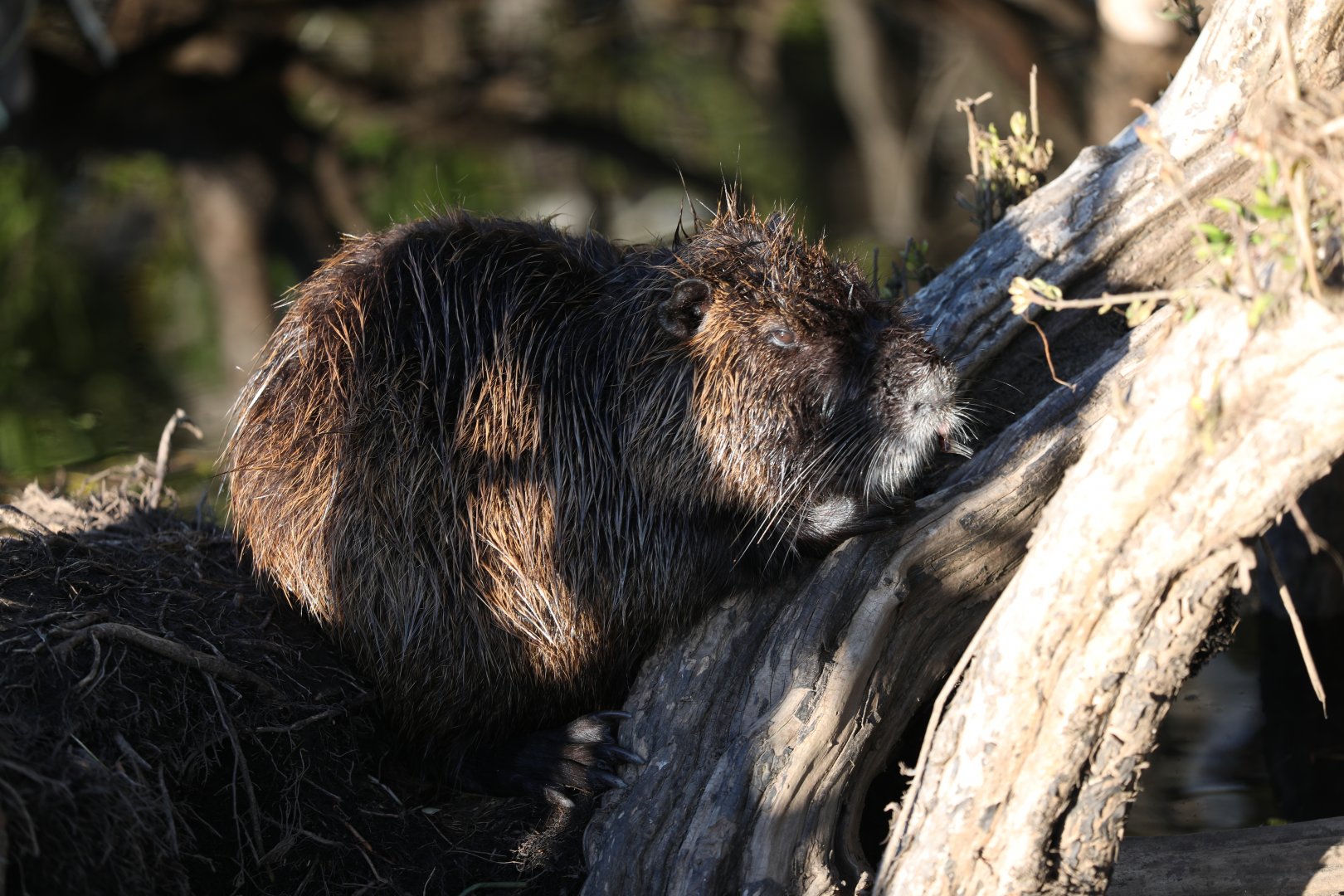 nutria (Myocastor coypus)