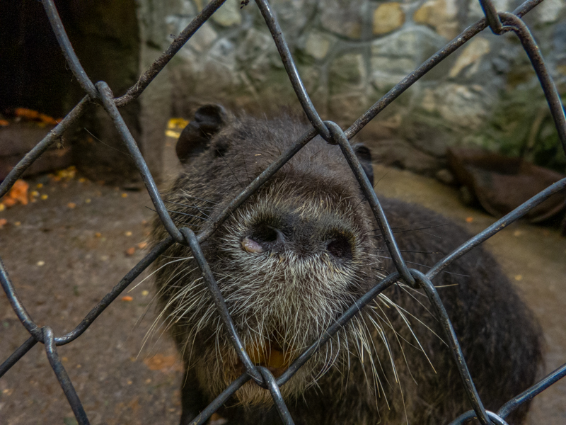 Nutria (Myocastor coypus)