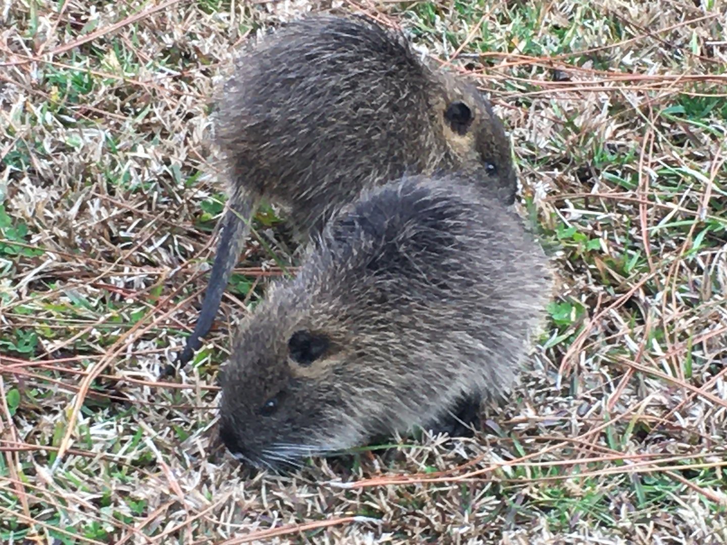 Nutria (Myocastor coypus)