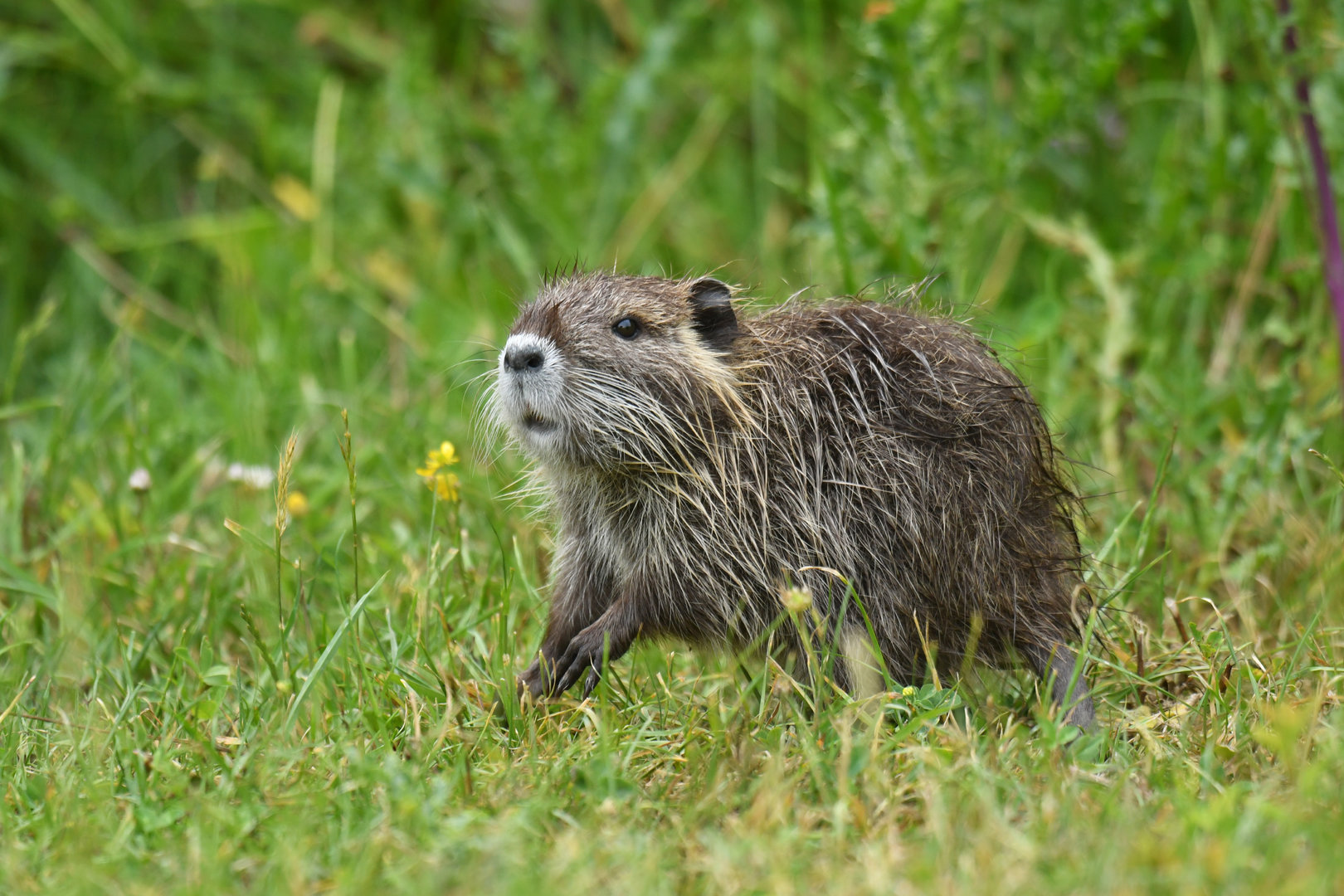 Nutria Myocastor coypus