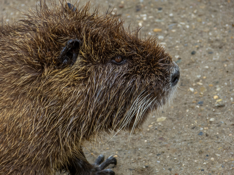 Nutria (Myocastor coypus)