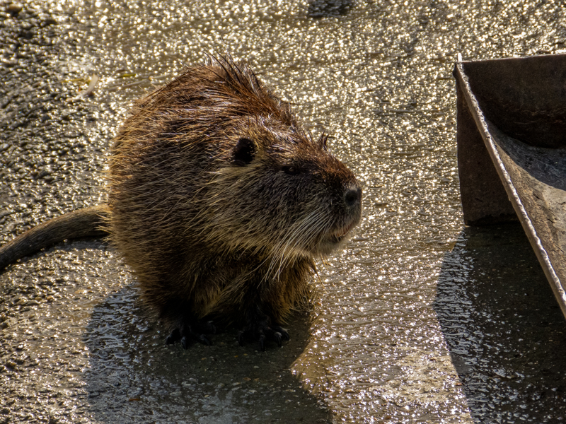 Nutria (Myocastor coypus)