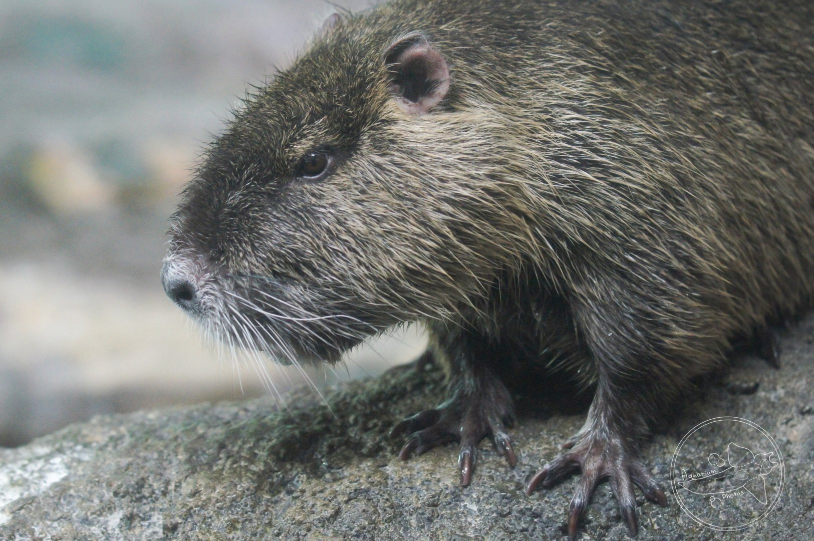 Nutria (Myocastor coypus)