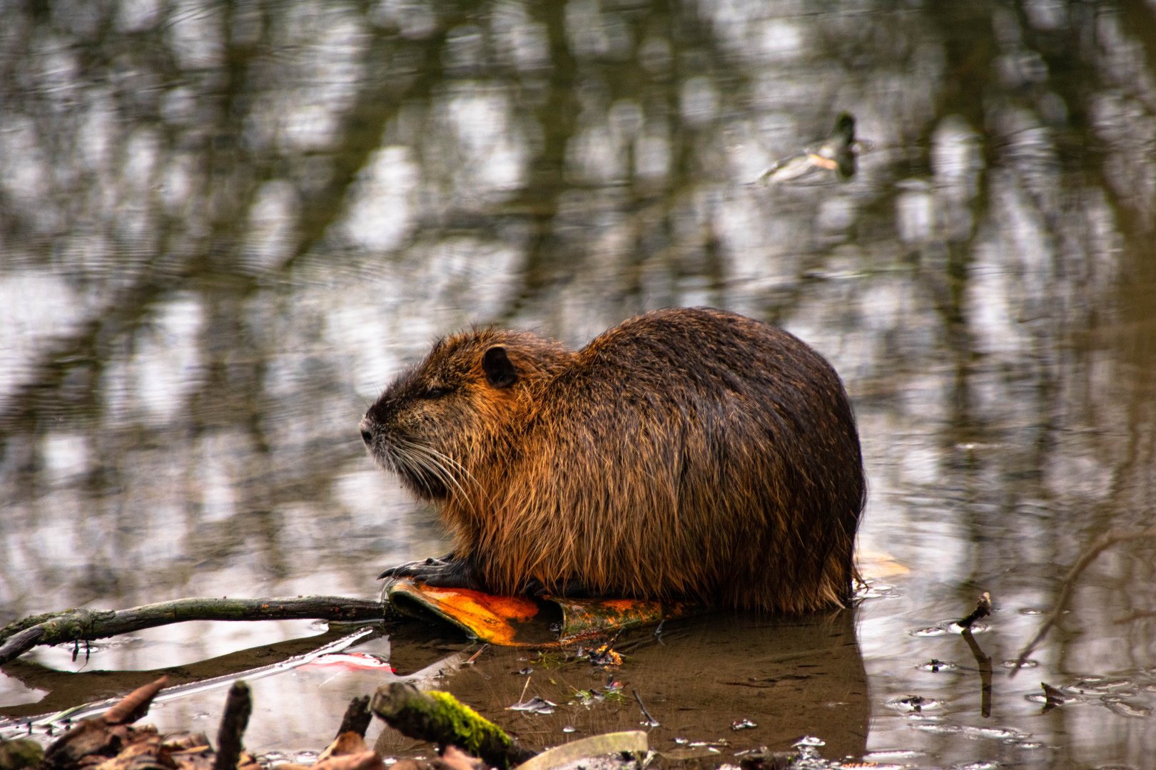 Nutria (Myocastor coypus)