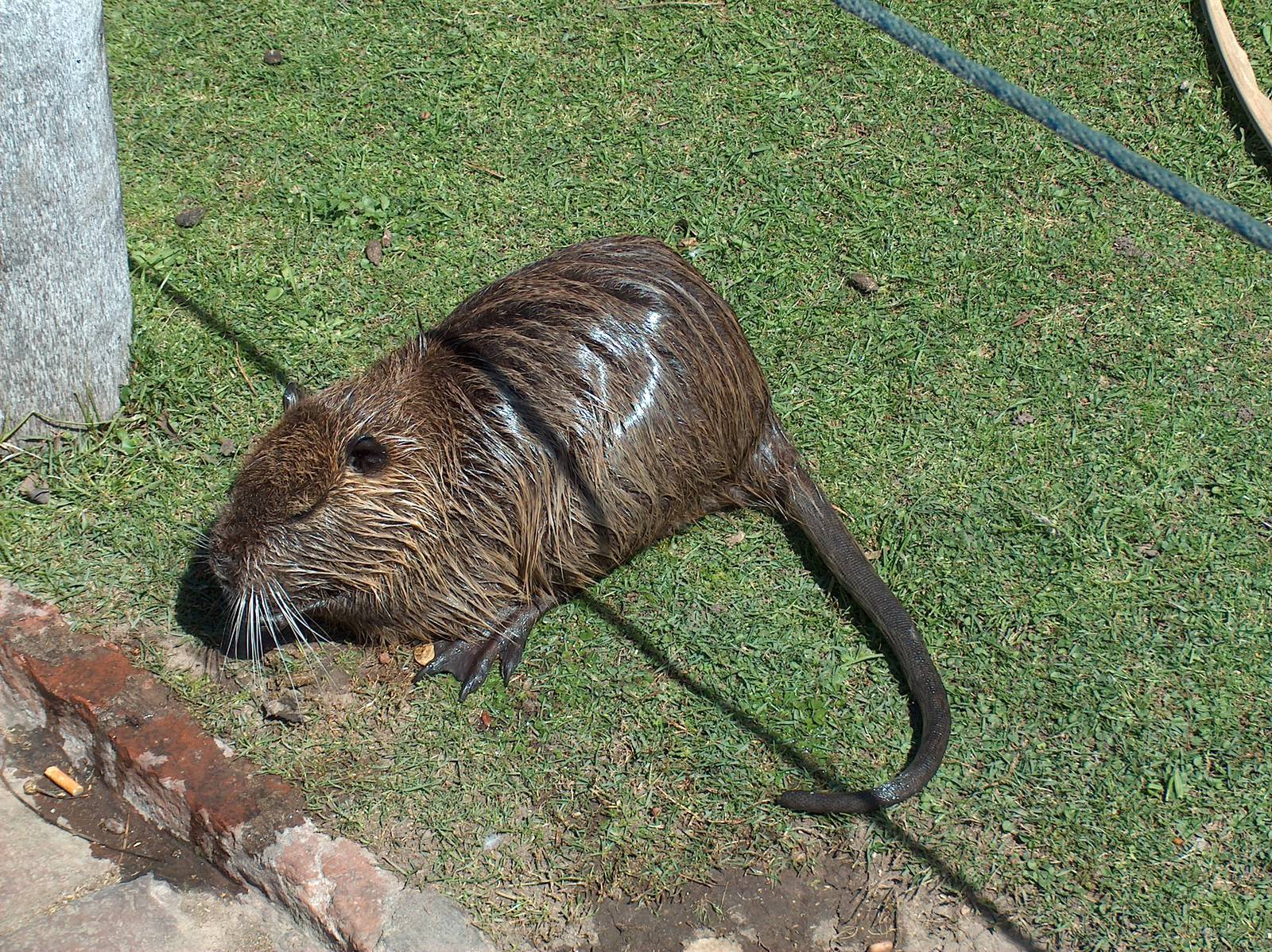 nutria  or coypu buenos aires zoo 2007