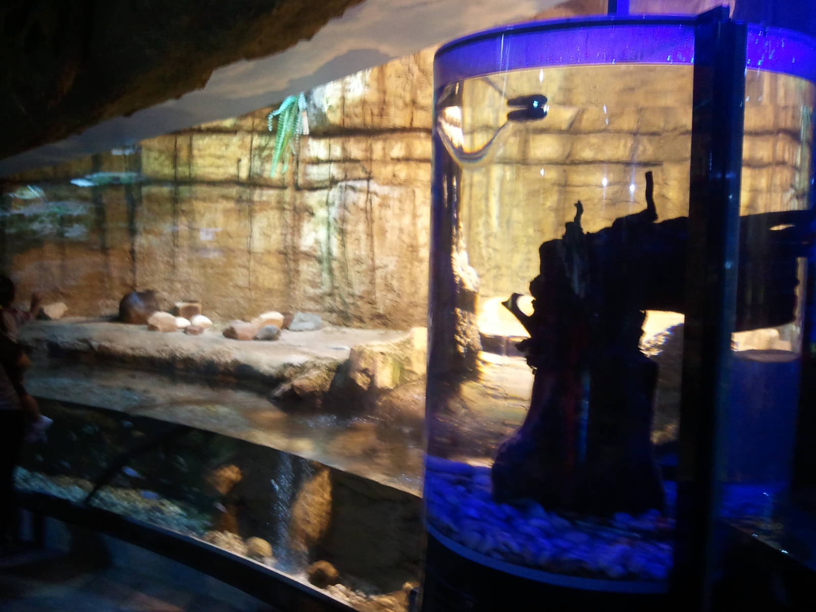 Nutria Tank