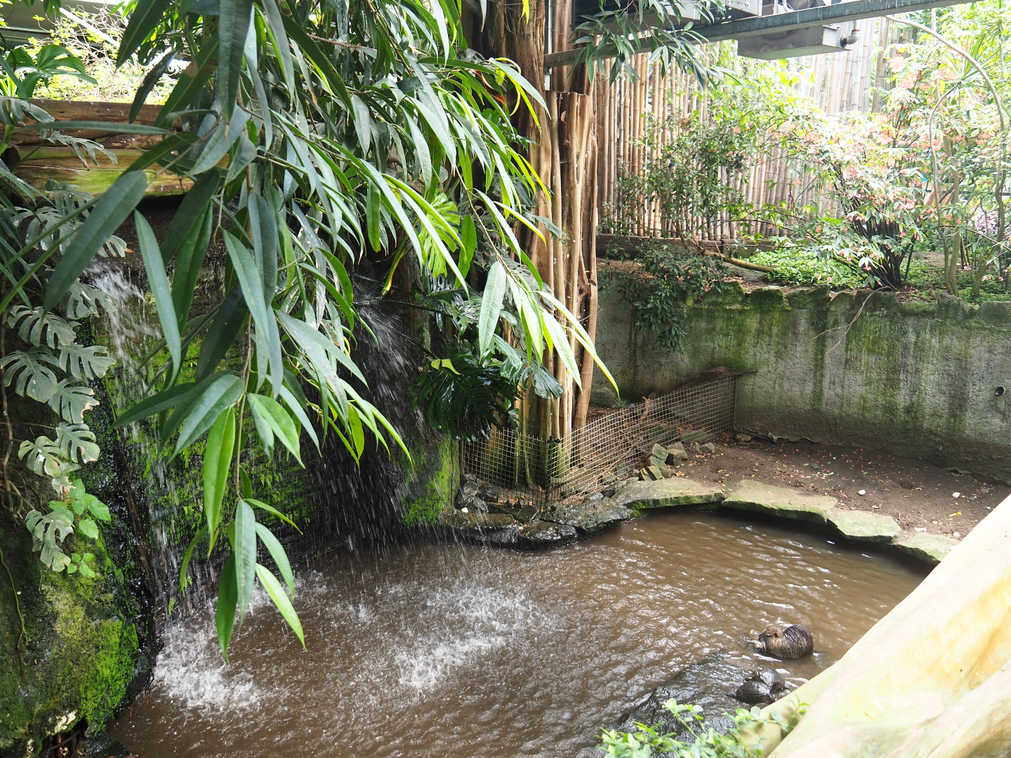Nutria, Yellow-bellied slider and Red-eared slider exhibit, 2019-08-04