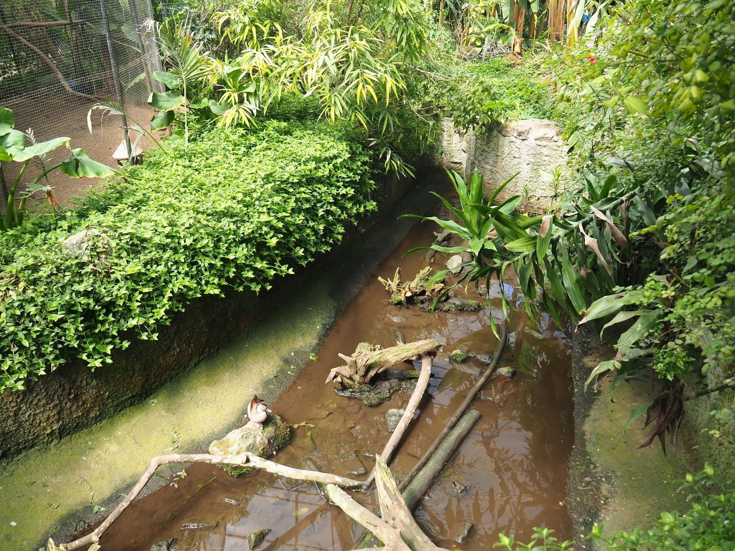 Nutria, Yellow-bellied slider and Red-eared slider exhibit, 2019-08-04