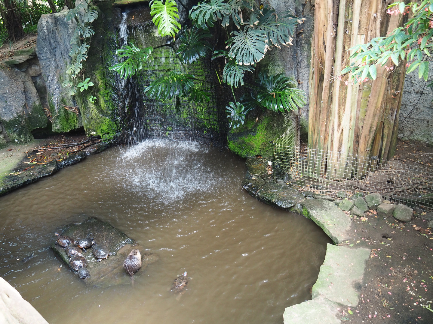 Nutria, Yellow-bellied slider and Red-eared slider exhibit, 2019-08-04