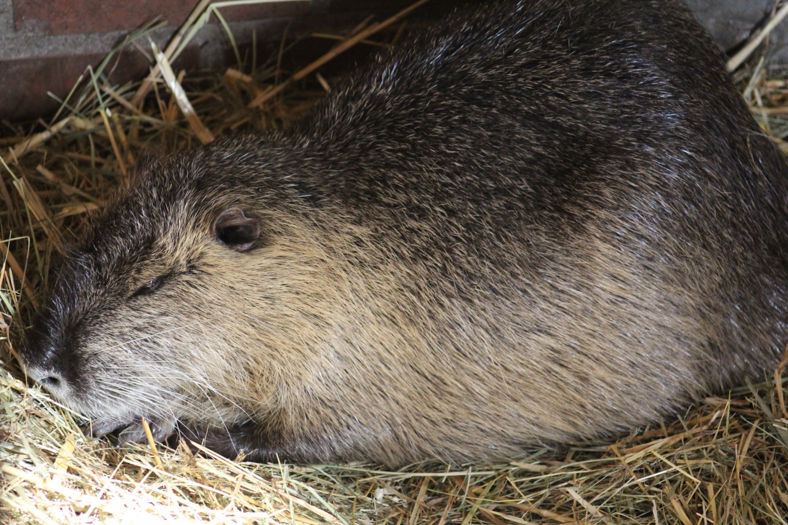 Nutria