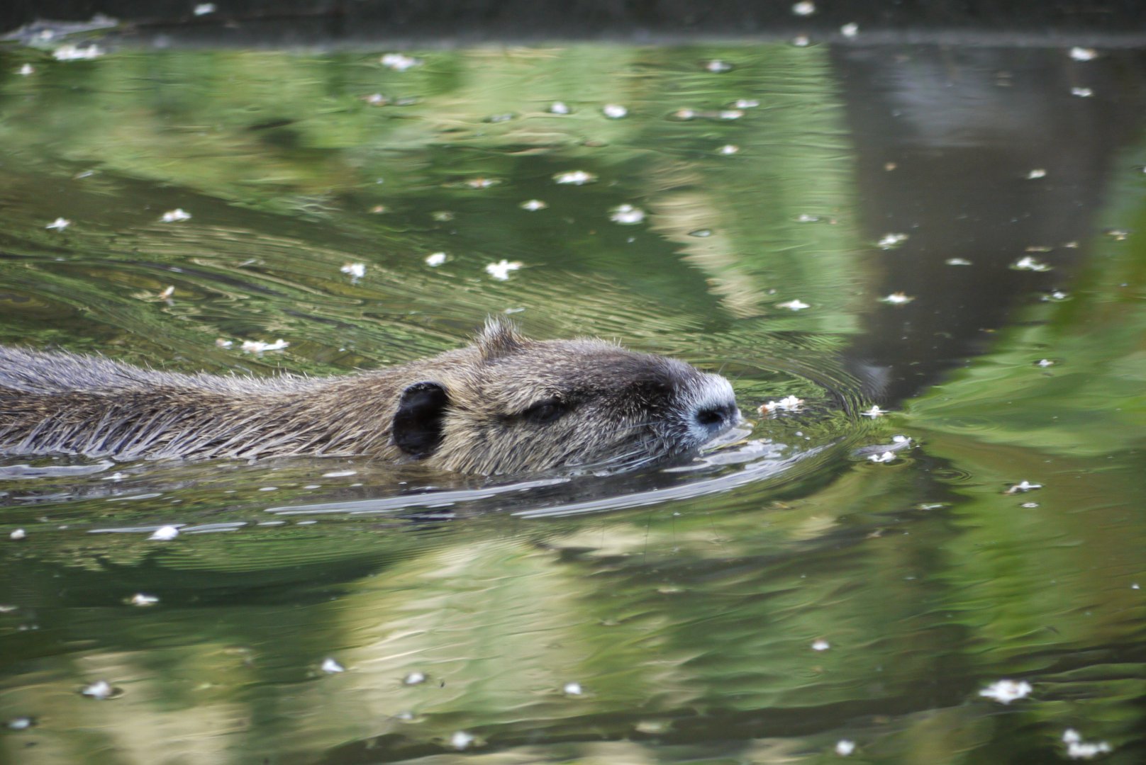 Nutria