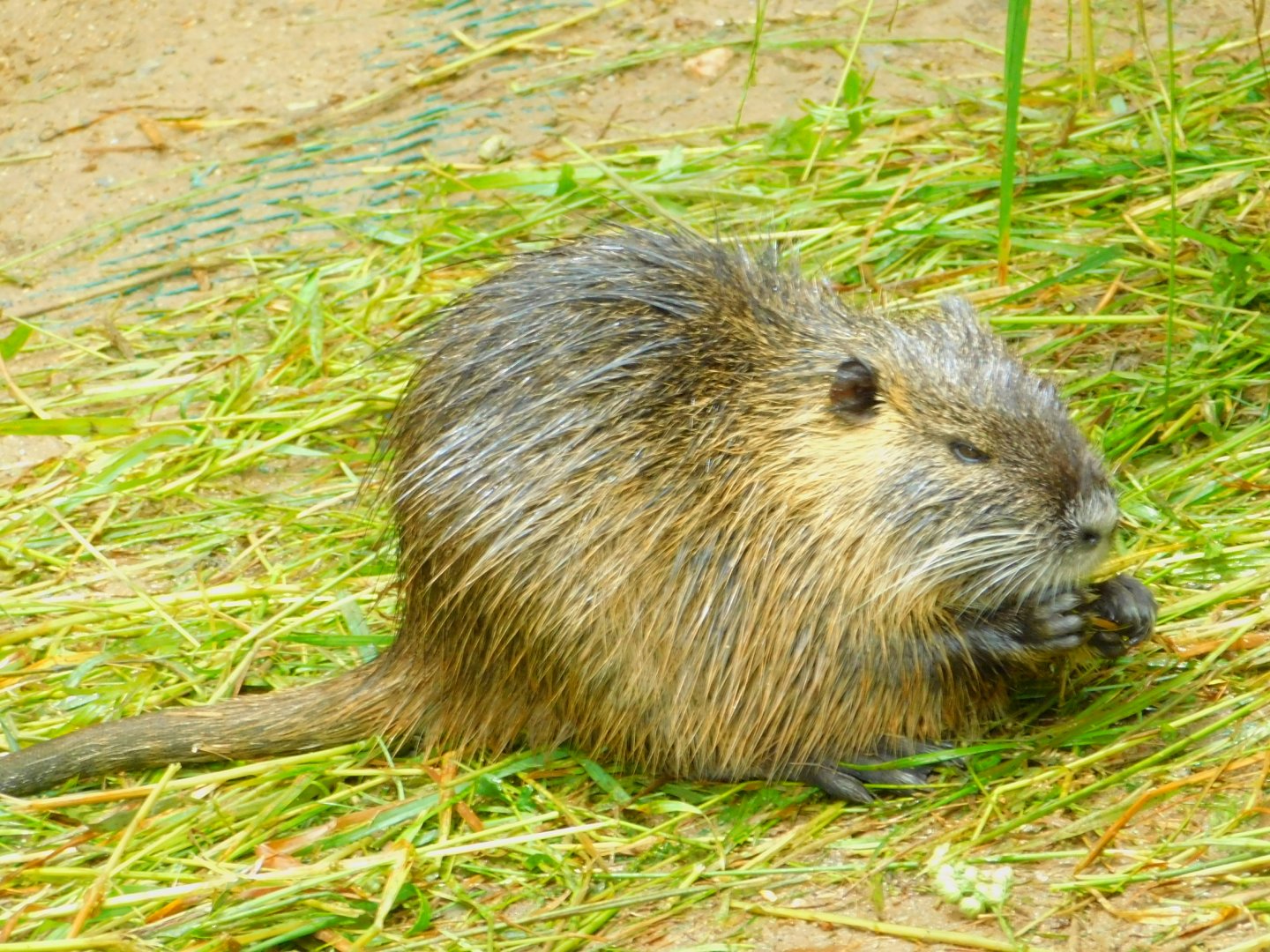 Nutria