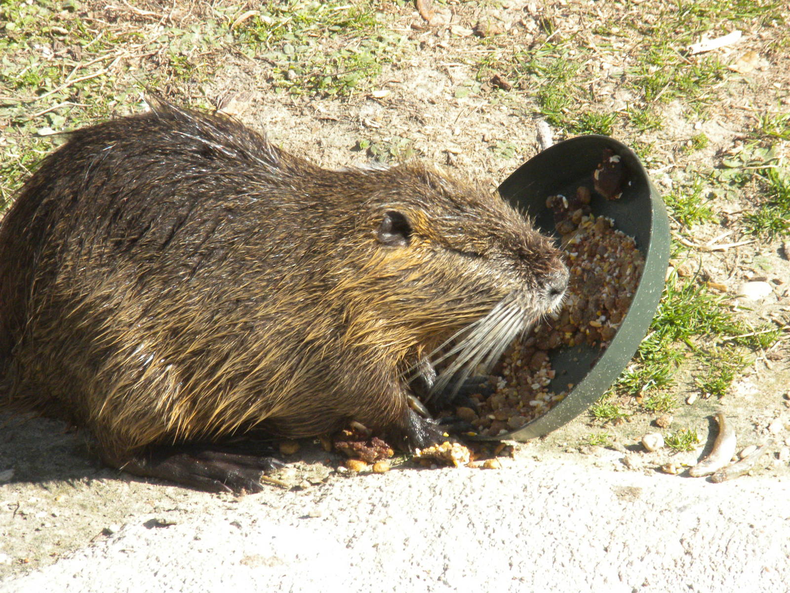 Nutria