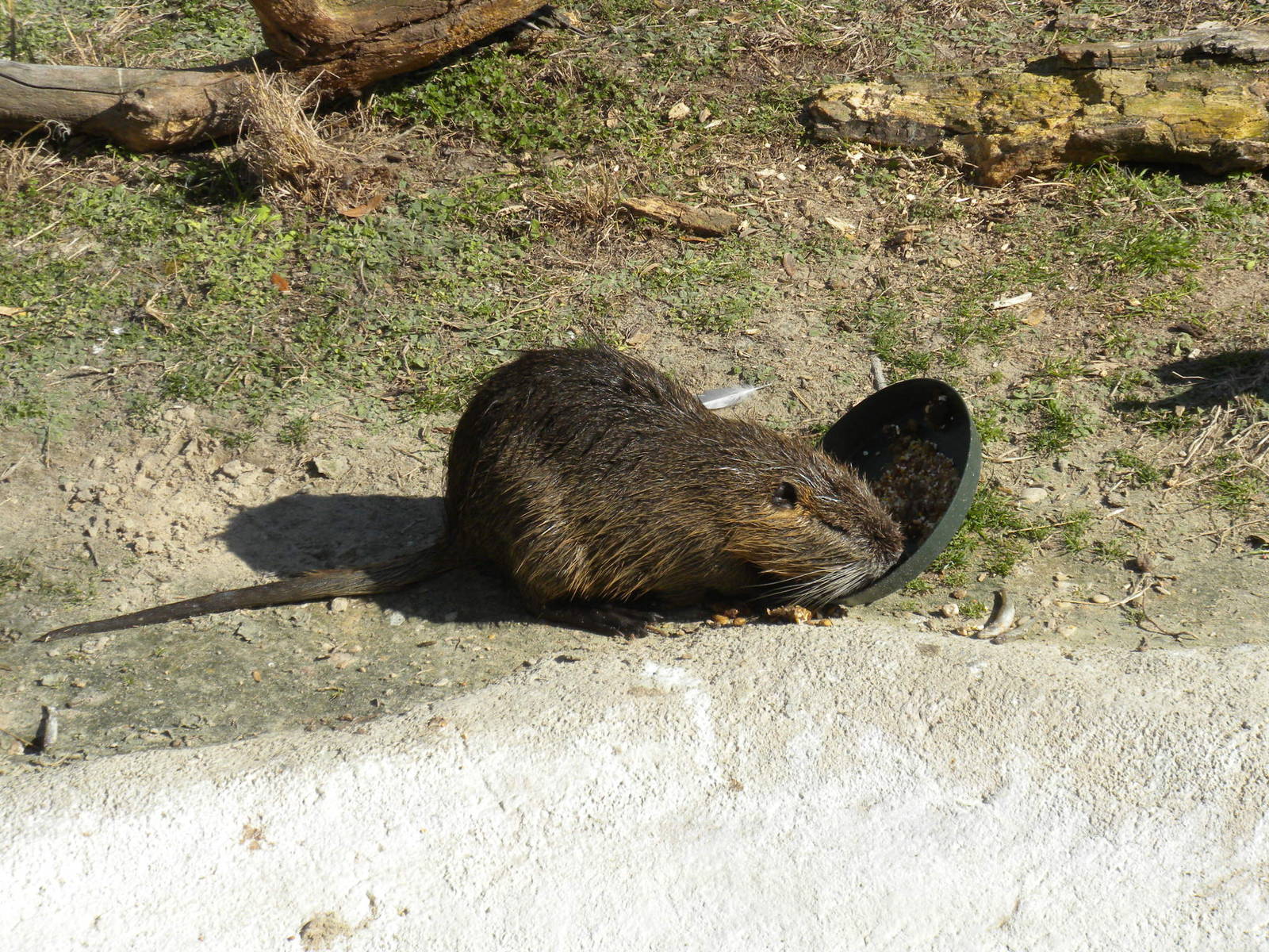 Nutria