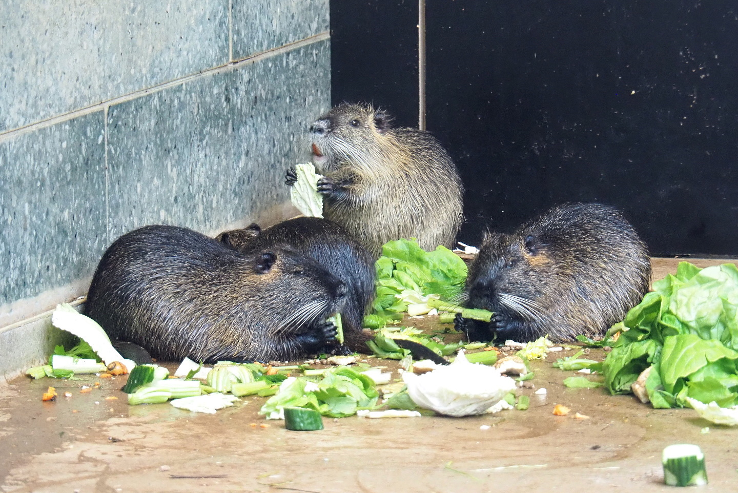 Nutrias (Myocastor coypus), 2021-06-12