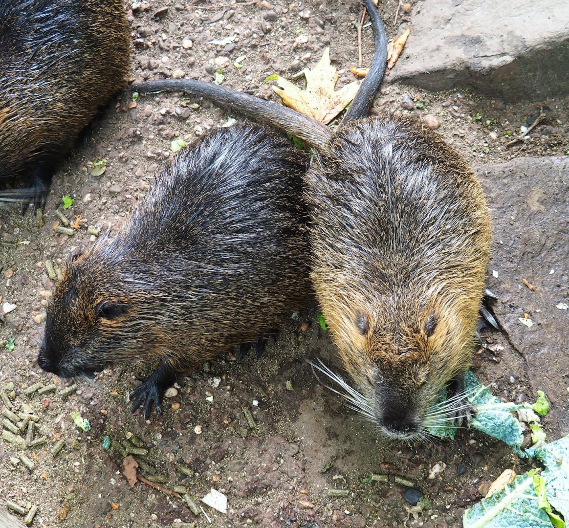 Nutrias (Myocastor coypus), 2023-07-22