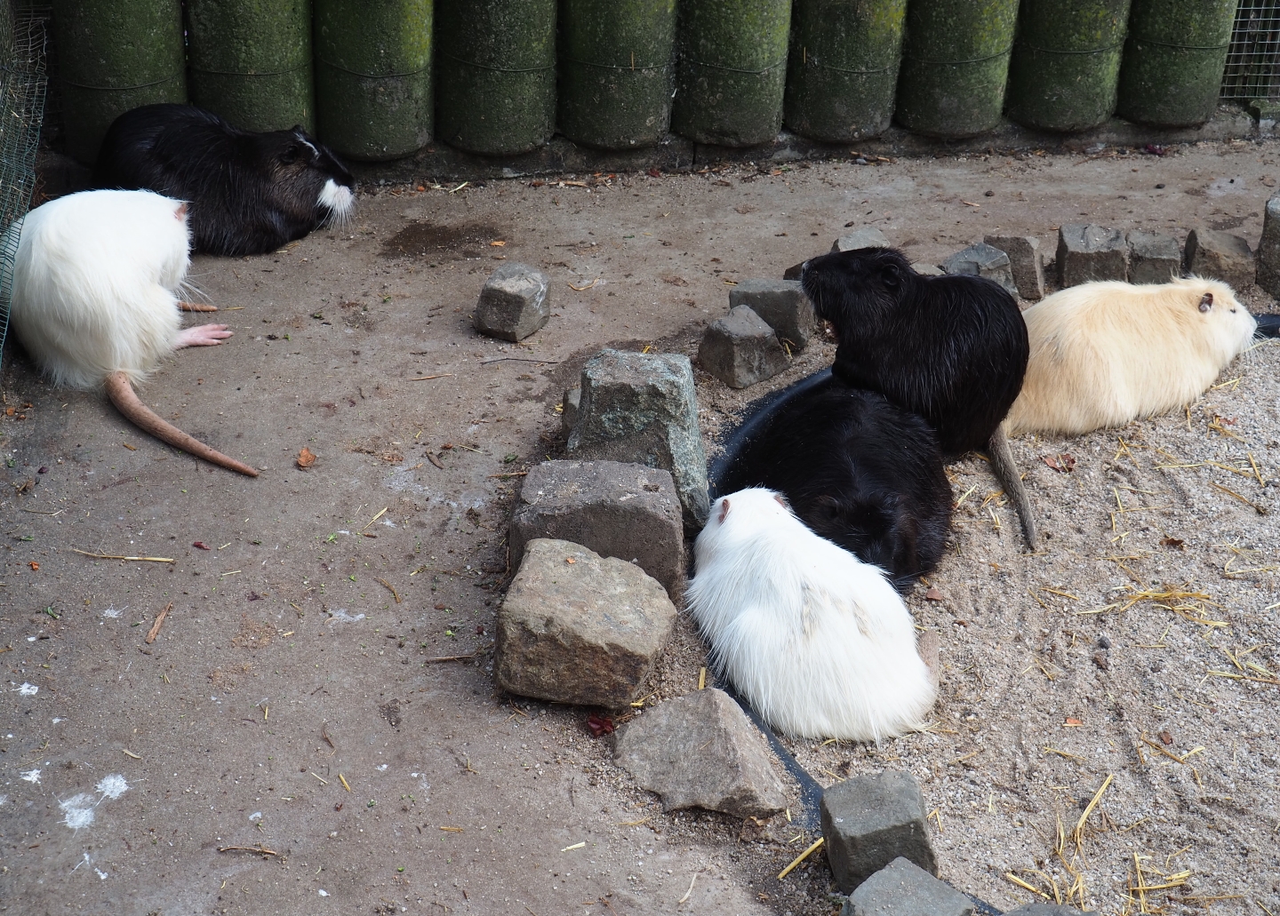 Nutrias (Myocastor coypus) in different colors, 2019-04-06