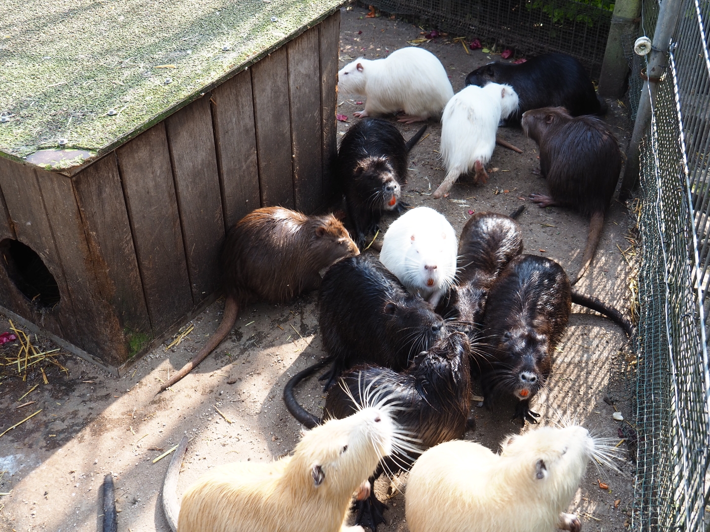 Nutrias (Myocastor coypus) of different colors, 2019-04-06