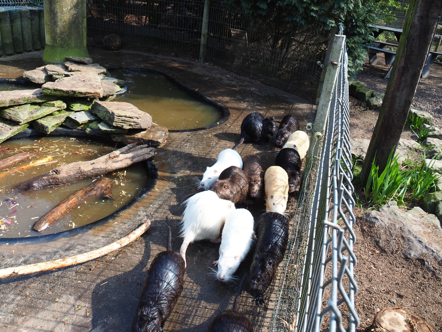 Nutrias (Myocastor coypus) of different colors heading for feeding, 2019-04-06