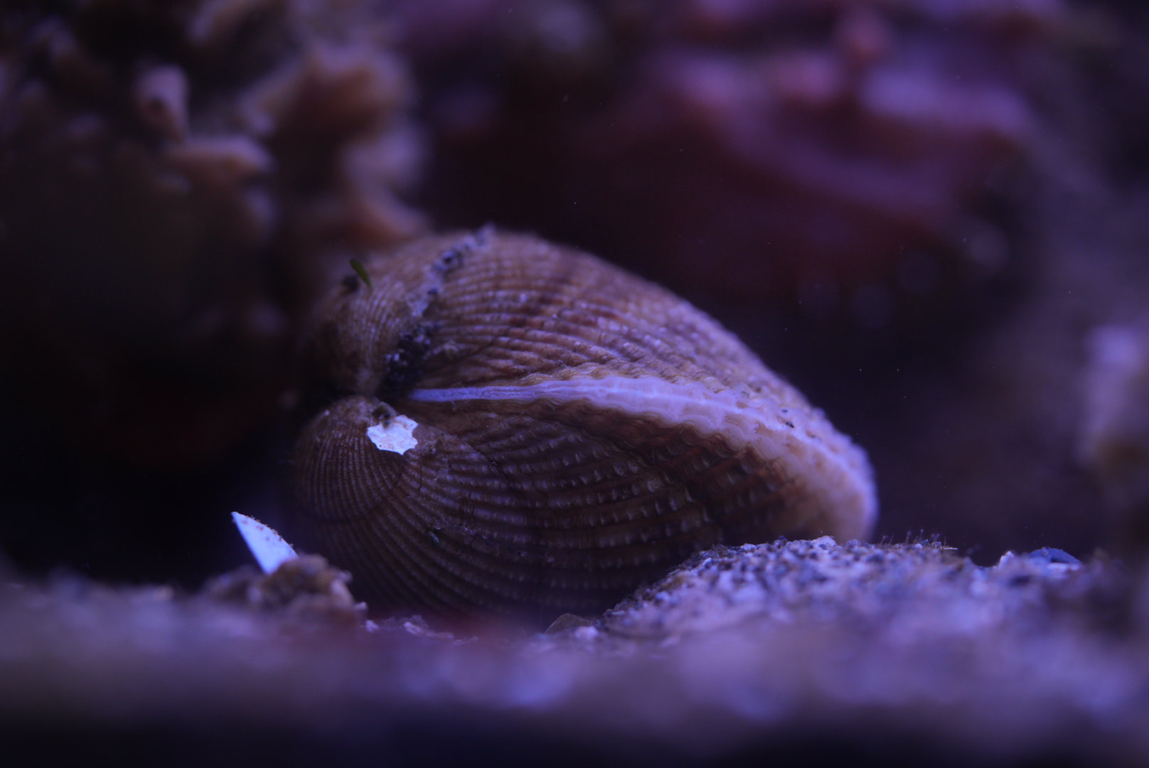 Nuttall's Cockle (MaST Aquarium)