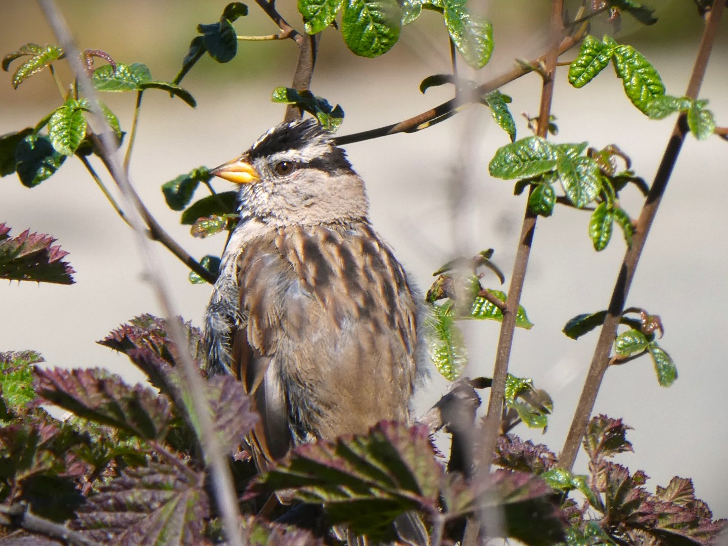 Nuttall's White-crowned Sparrow