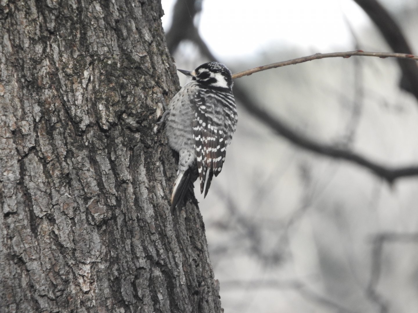Nuttall's Woodpecker female