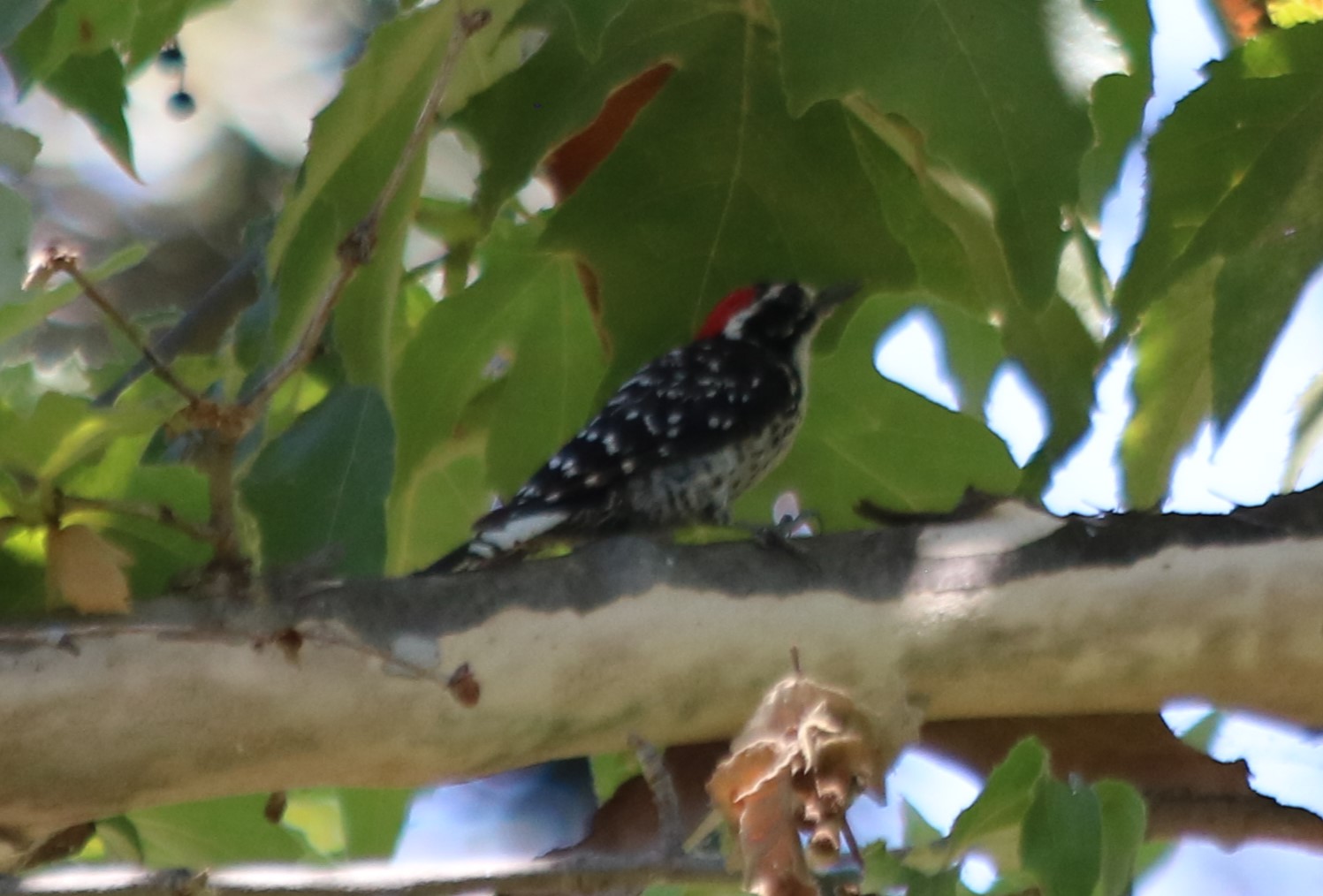 Nuttall's ? Woodpecker (Wild)