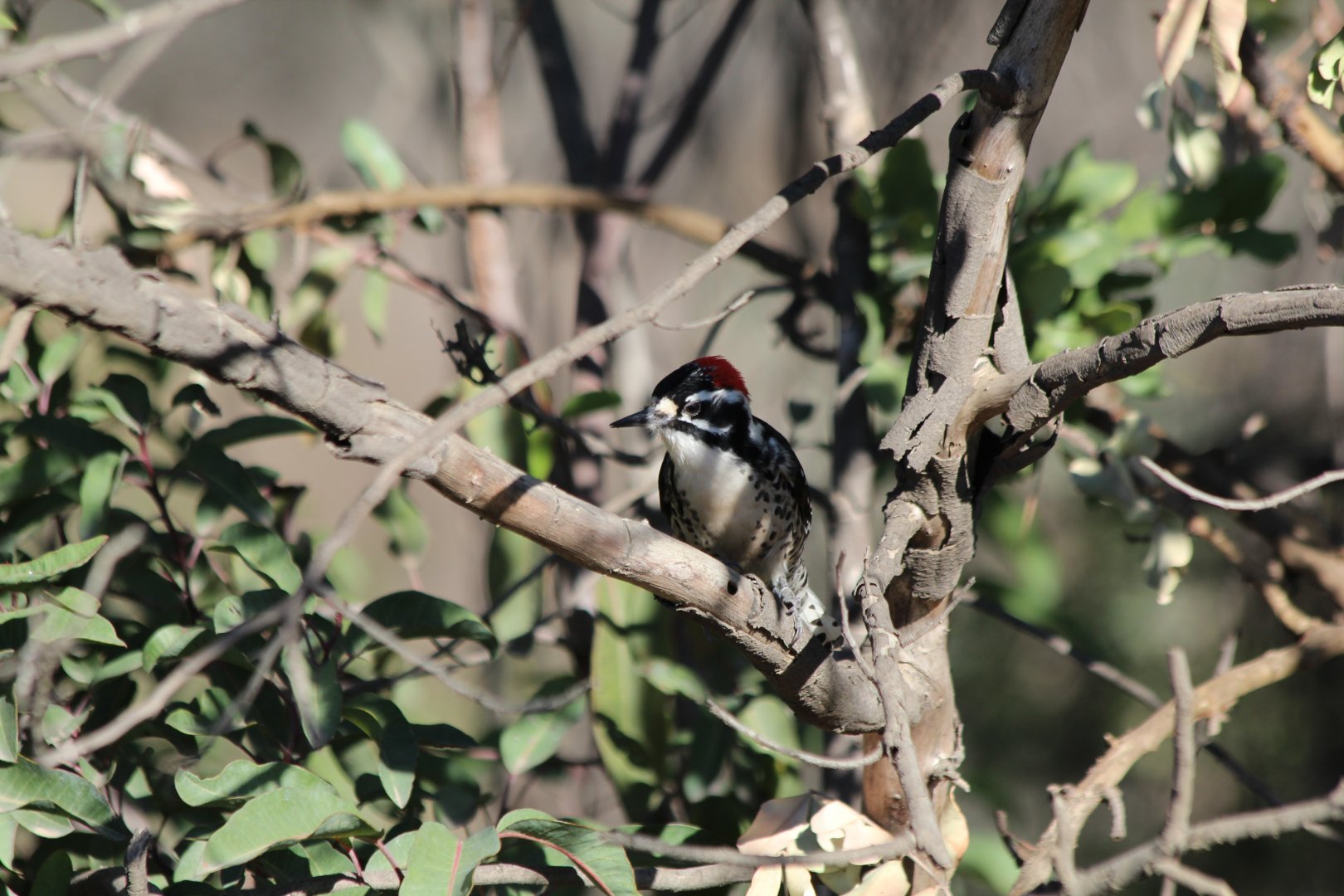 Nuttall's Woodpecker