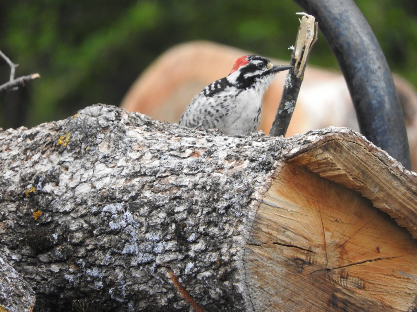 Nuttall's Woodpecker