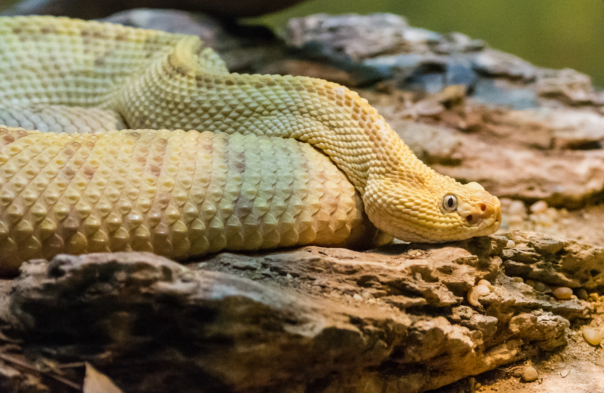 NW Neotropical Rattlesnake - Crotalus culminatus