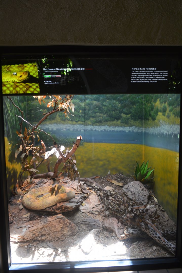 NW Neotropical Rattlesnake Terrarium
