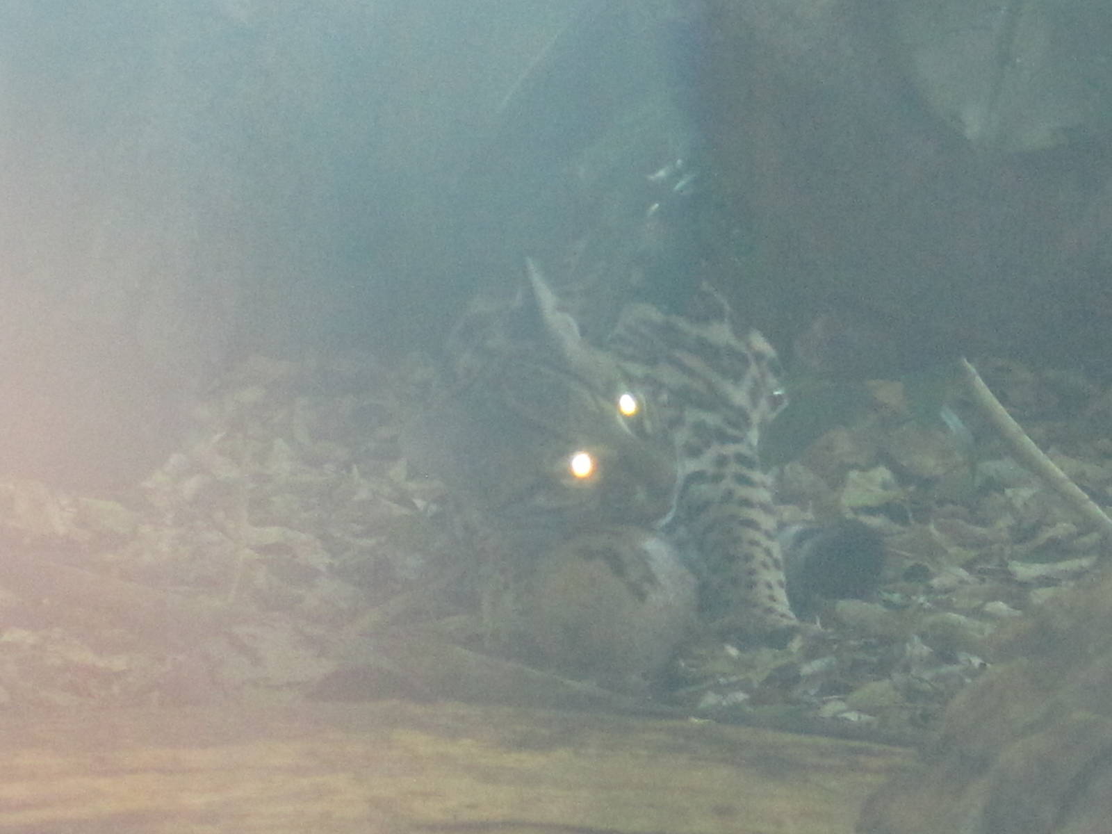 NWTB- Alya With Enrichment