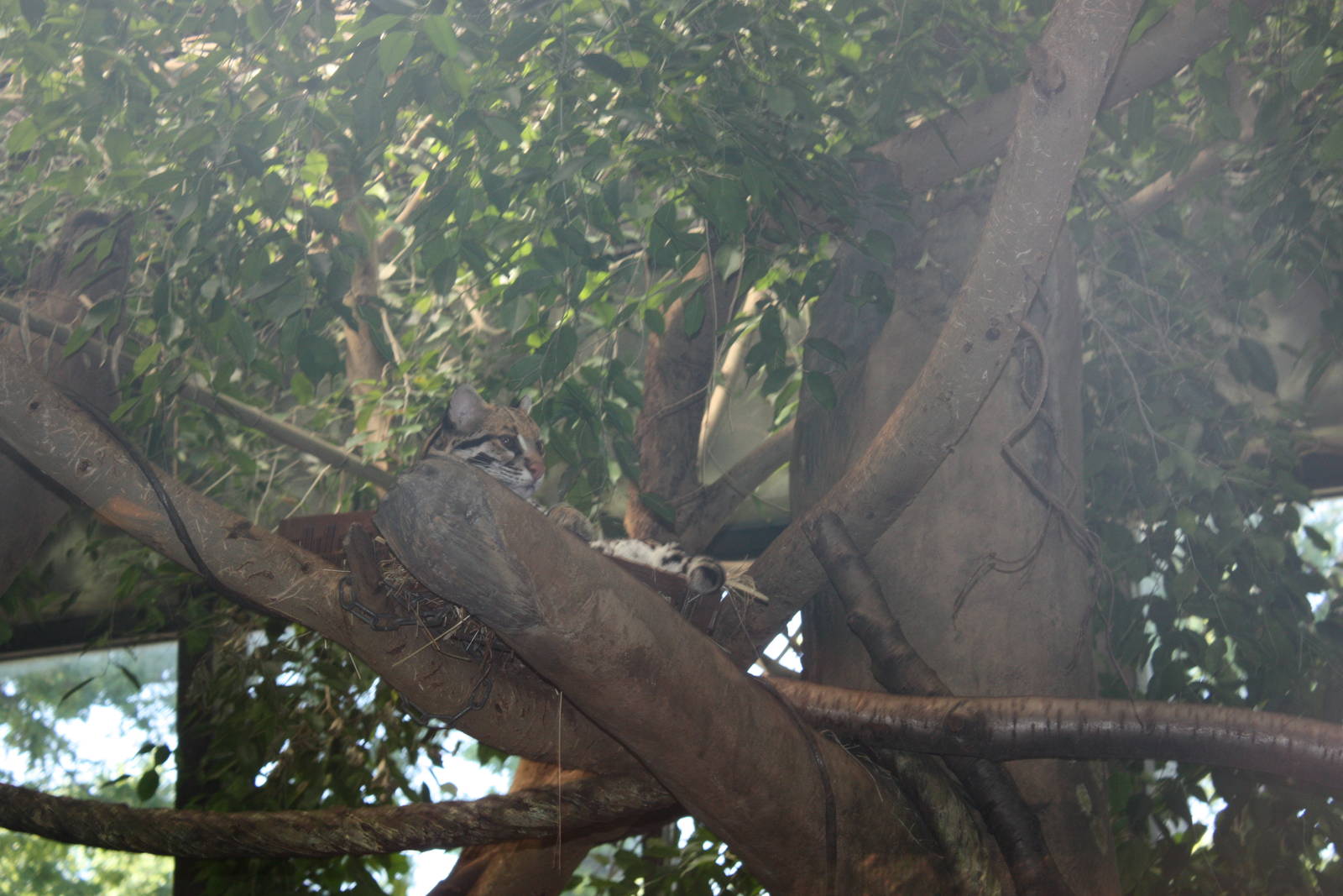 NWTB- Brazilian Ocelot