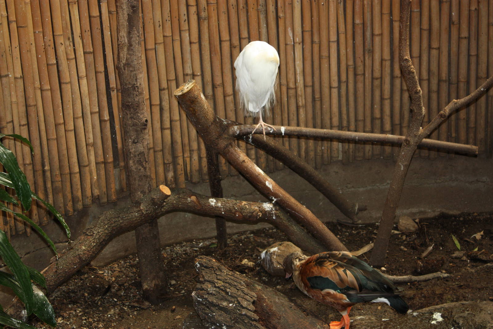 NWTB- Cattle Egret and Orinoco Goose