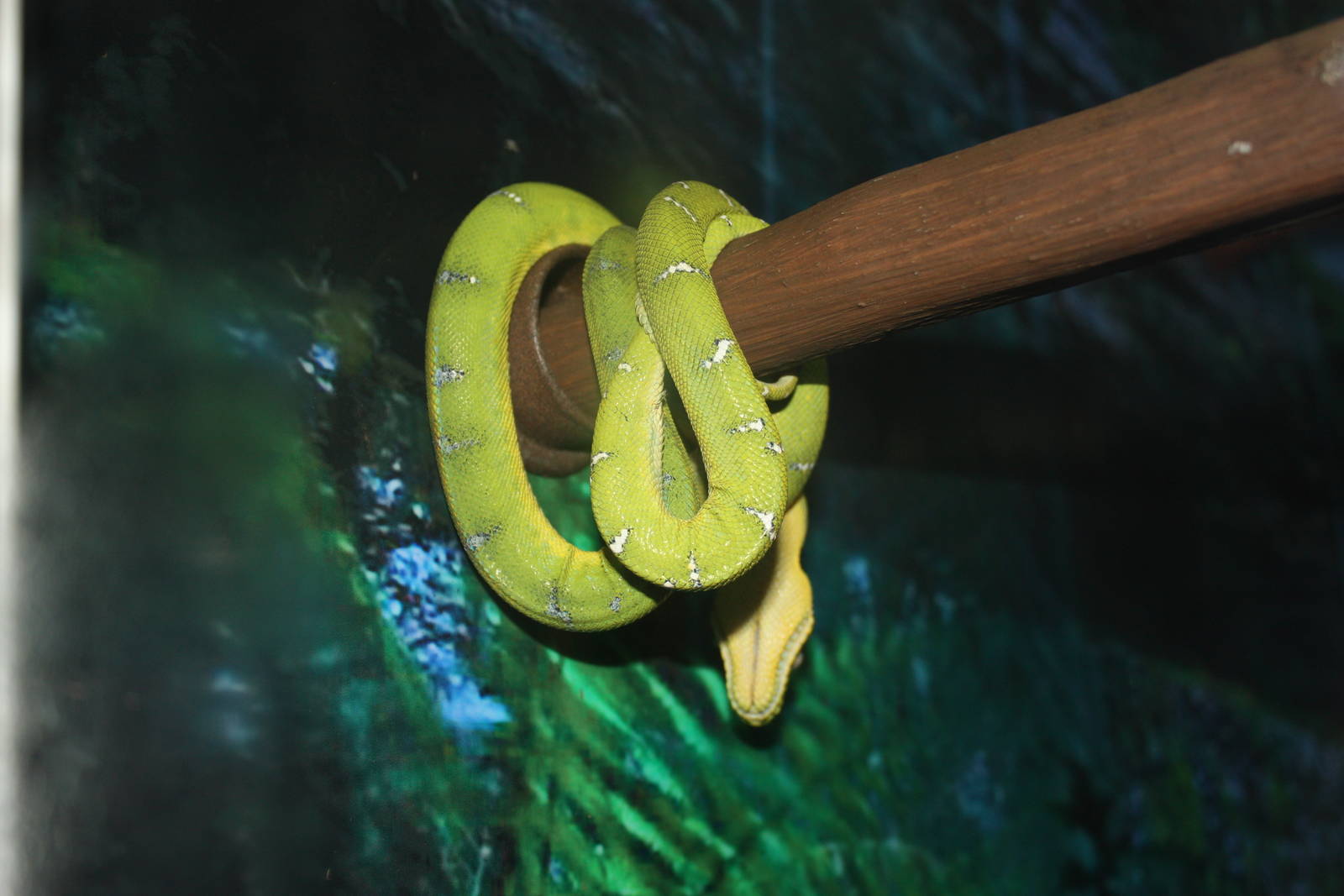 NWTB- Emerald Tree Boa