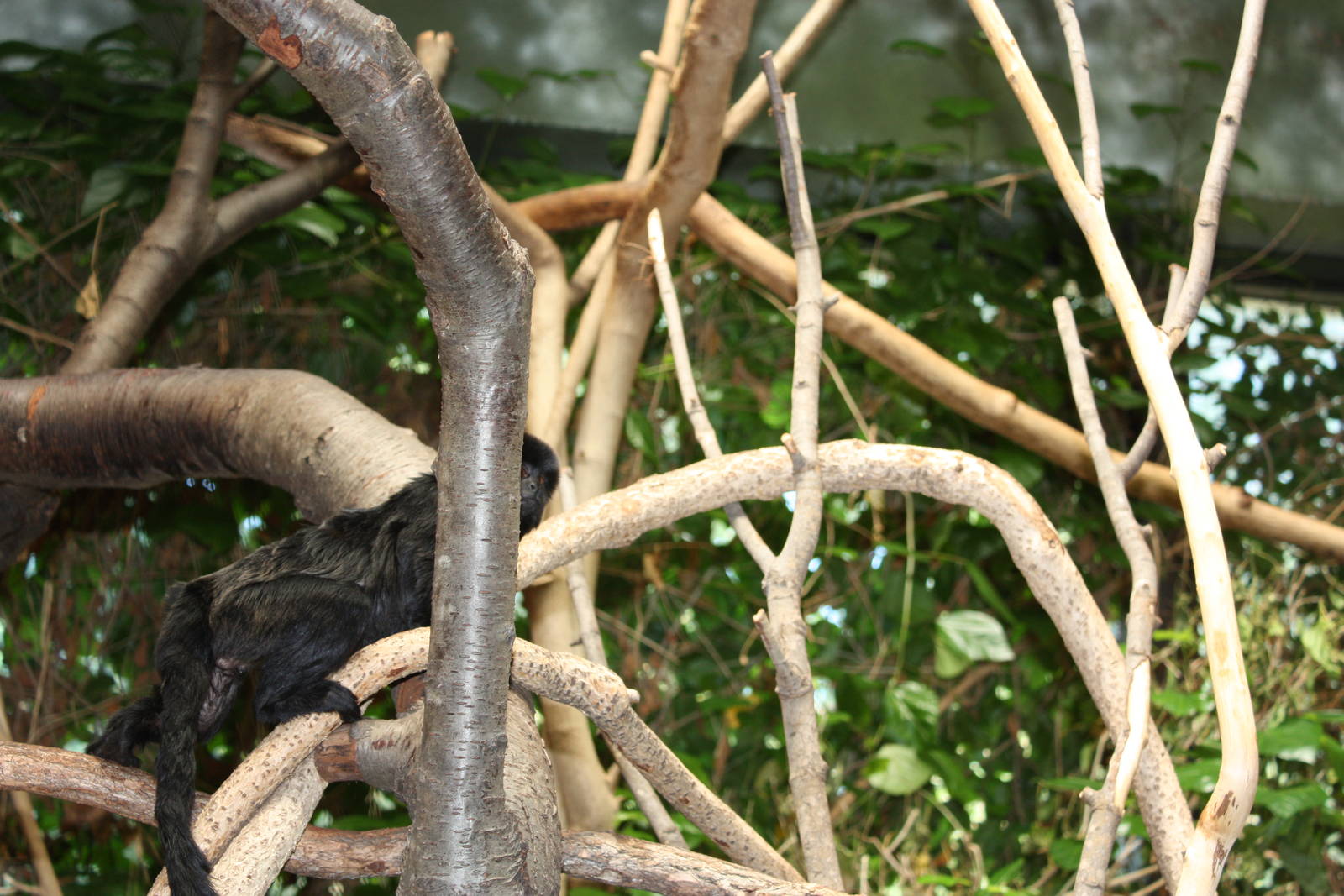 NWTB- Goeldi's Monkey