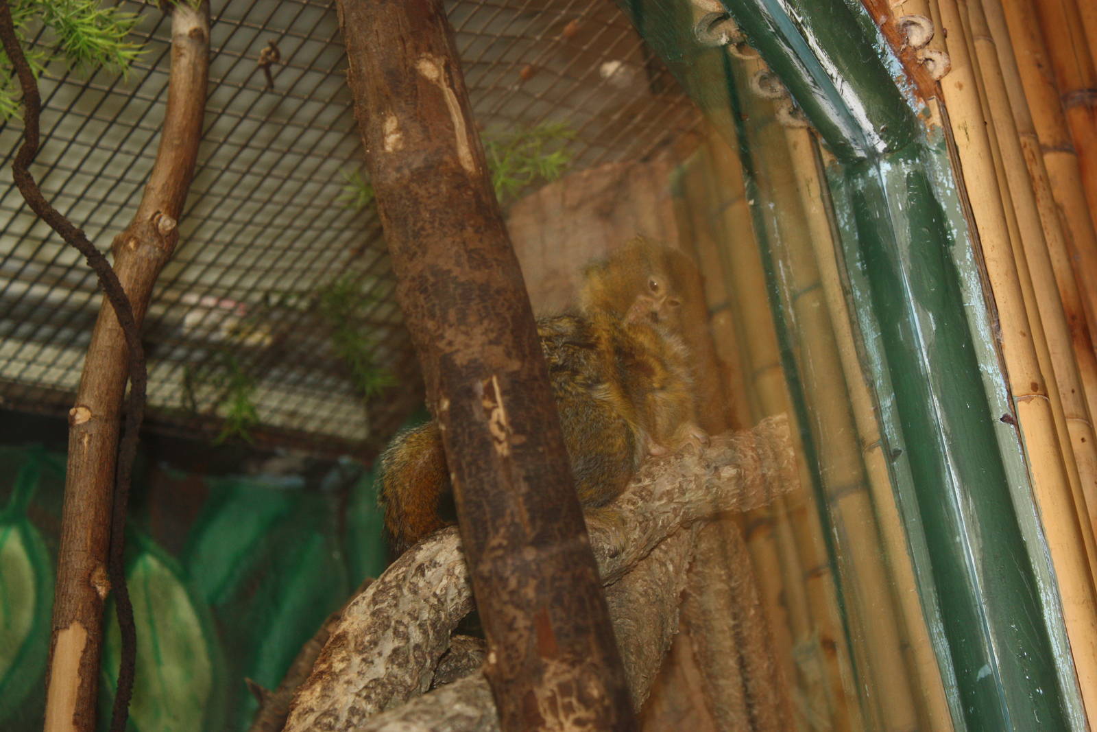 NWTB- Pygmy Marmosets