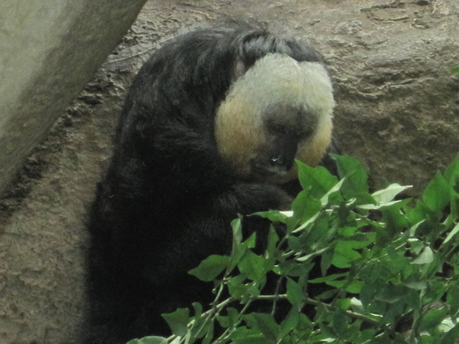 NWTB- Saki Enrichment