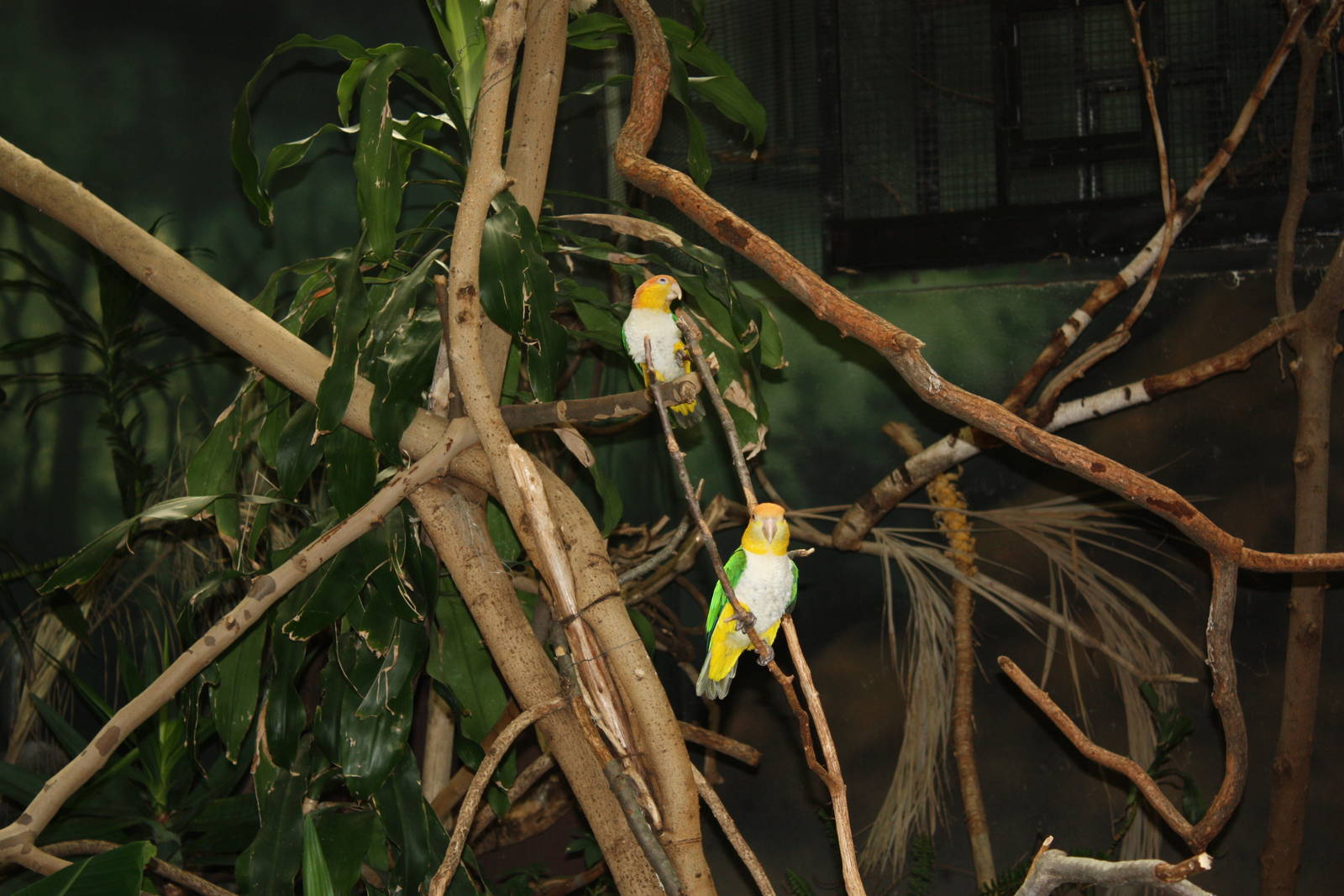 NWTB- White-Bellied Caiques