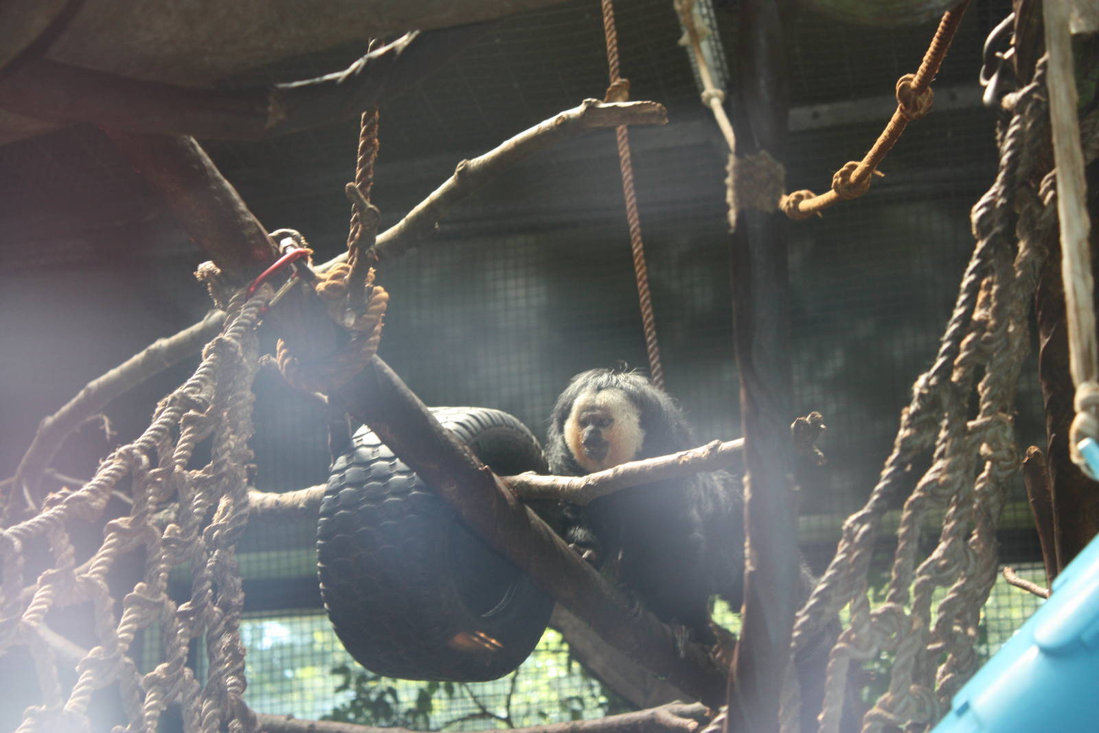 NWTB- White-Faced Saki Monkey