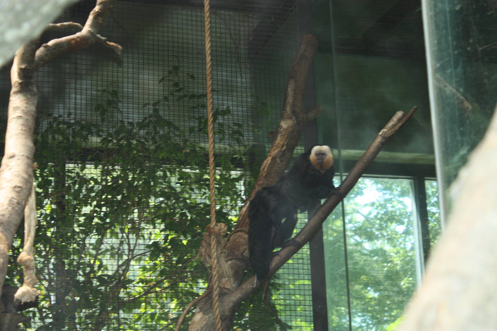 NWTB- White-Faced Saki Monkey