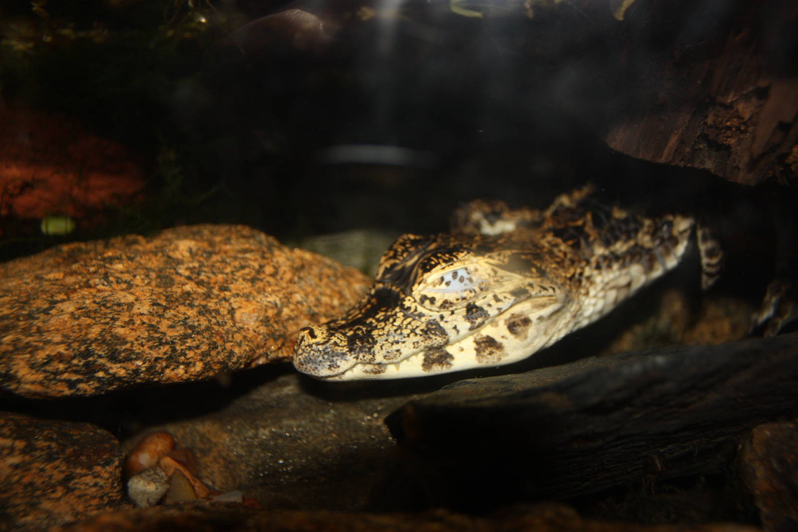 NWTB- Yacare Caiman Hatchling