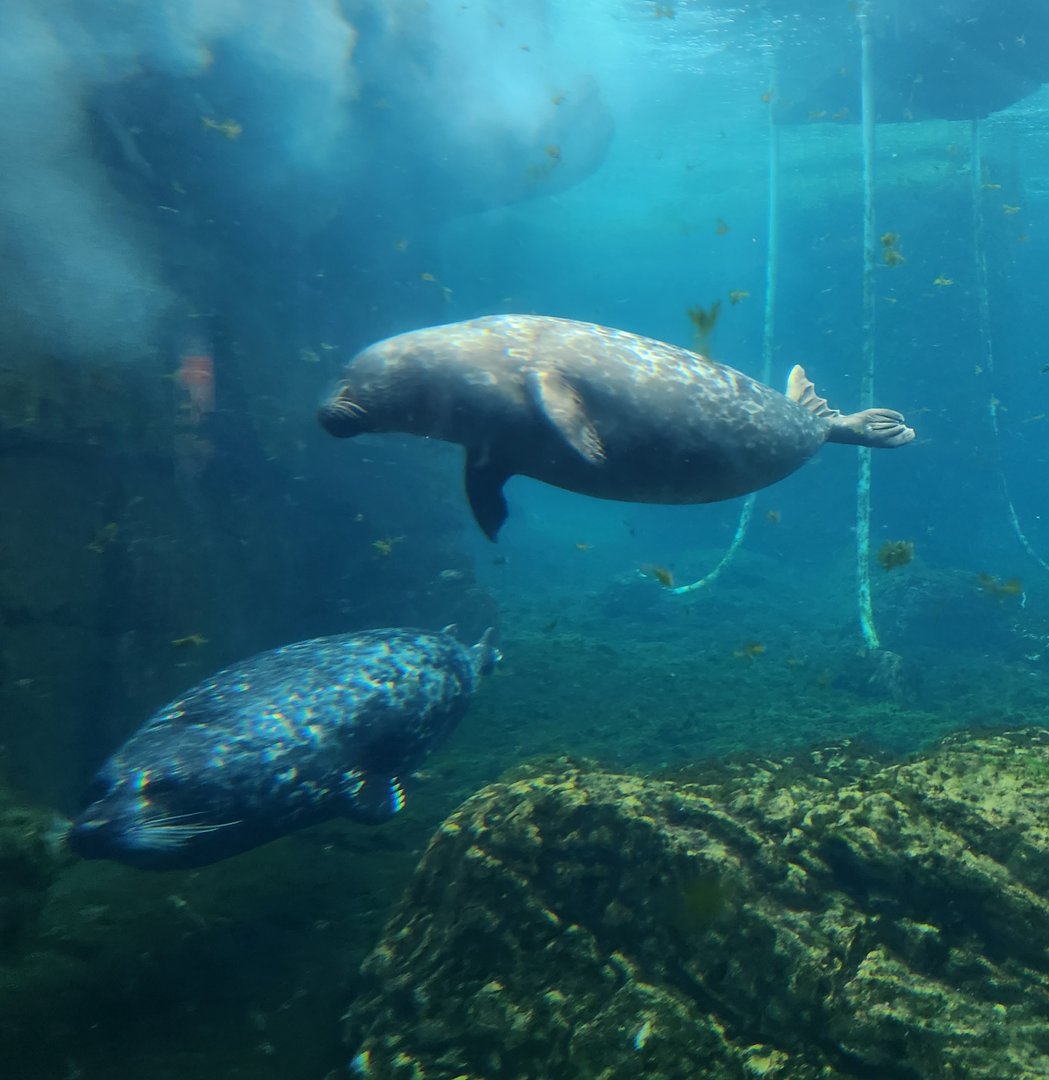 NY Aquarium - Harbor Seals