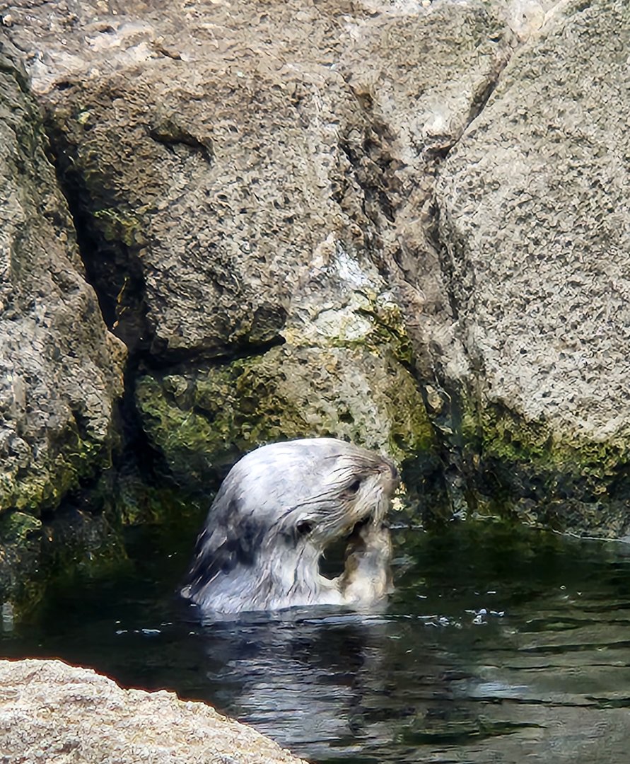 NY Aquarium - Sea Otter