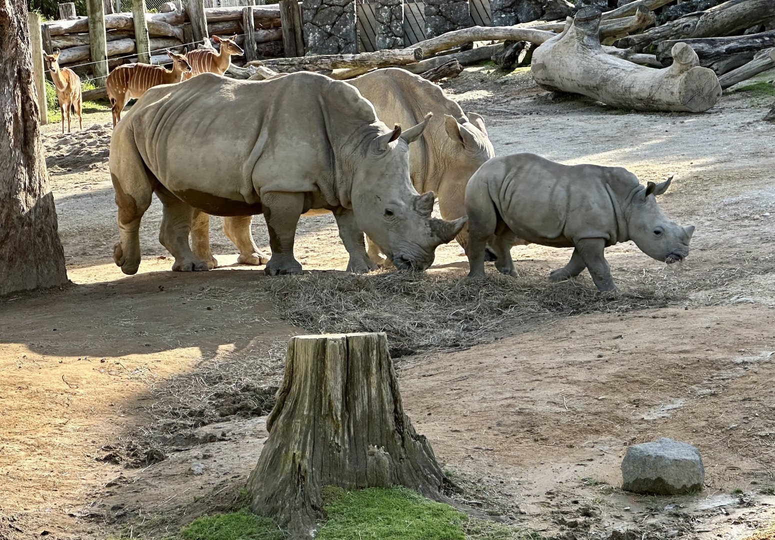 Nyah and Zuka (Southern White Rhinoceros)