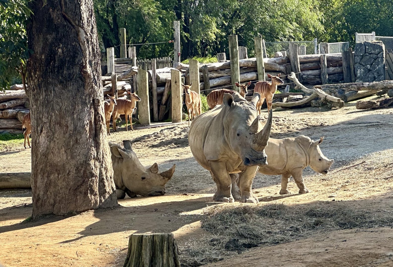 Nyah, Jamila and Zuka (Southern White Rhinoceros)