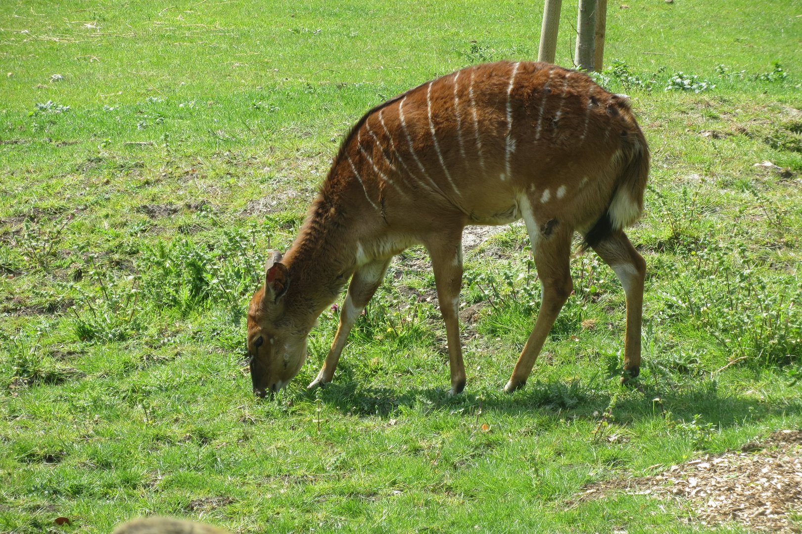 Nyala 110519