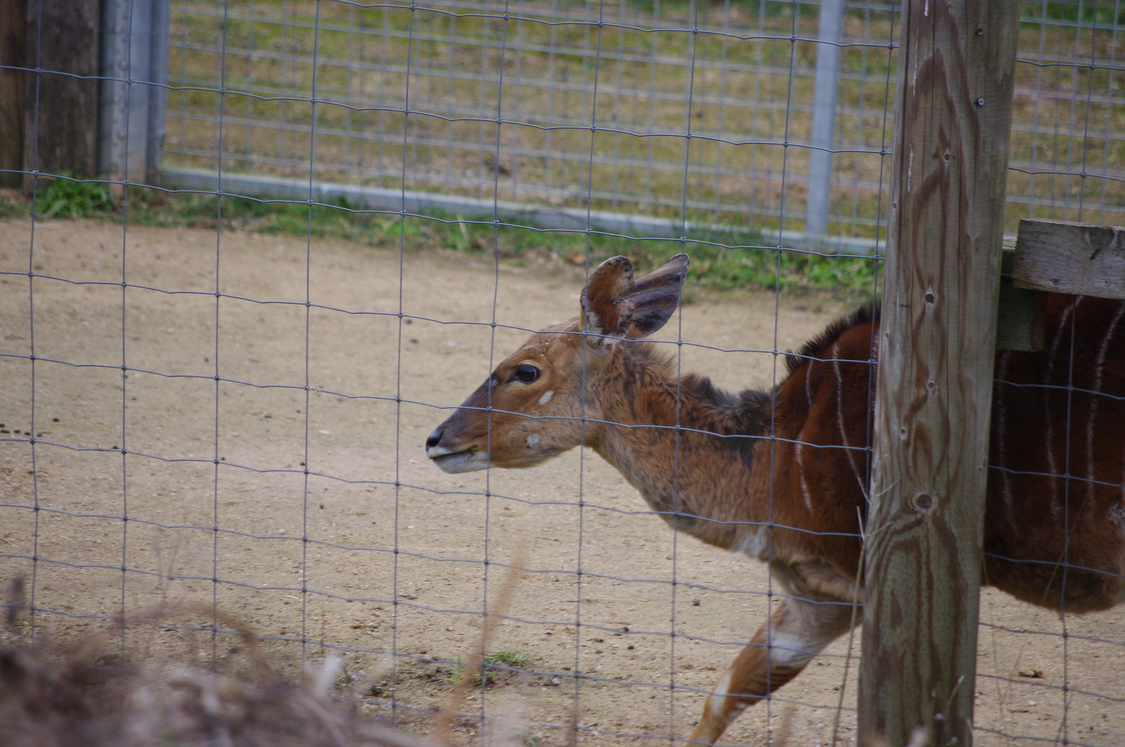 Nyala- 4/3/2023
