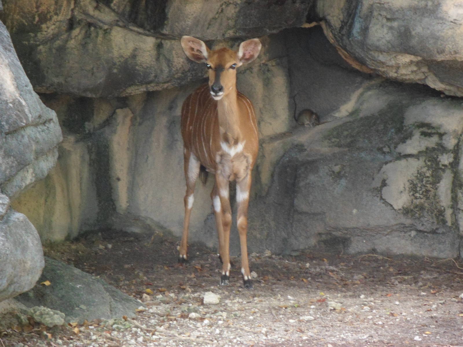 Nyala (and a gross rat in the background!)